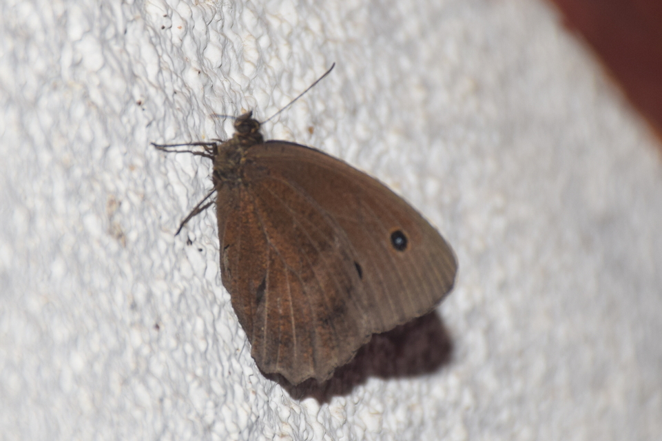 Minois dryas - fekete szemeslepke