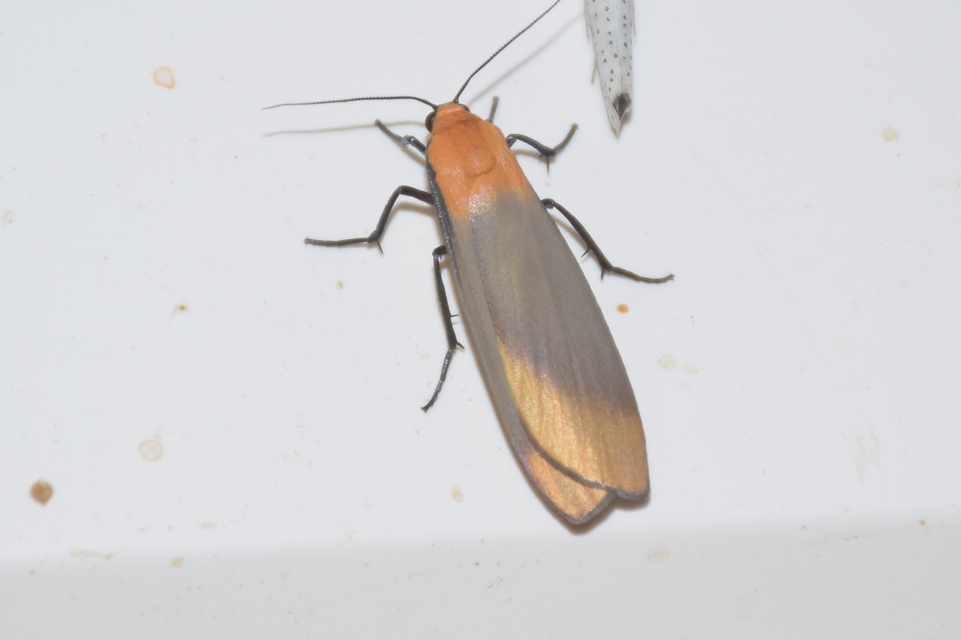 Lithosia quadra - négypettyes zuzmószövő