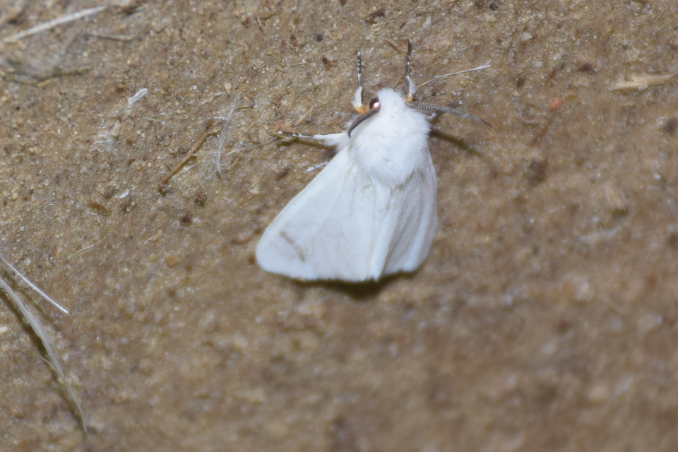 Hyphantria cunea - amerikai fehér medvelepke