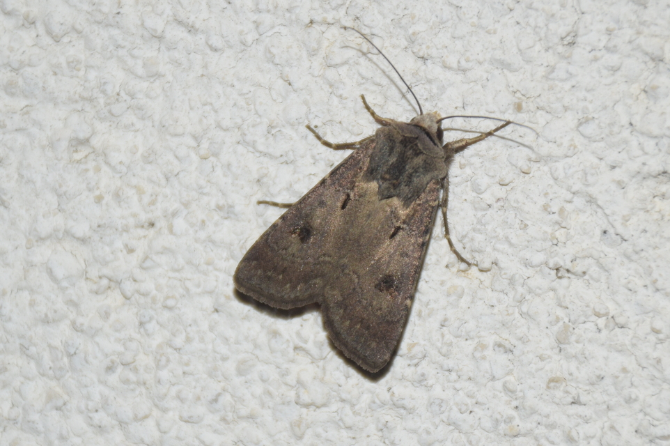 Agrotis exclamationis - felkiáltójeles földibagoly