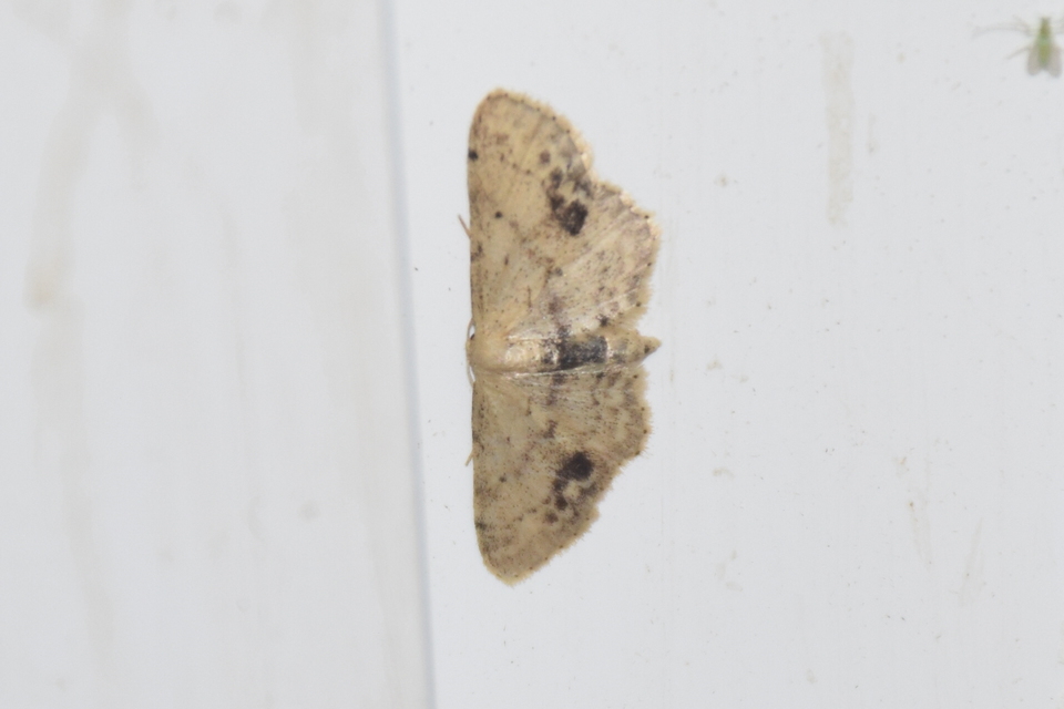 Idaea dimidiata - gyakori apróaraszoló