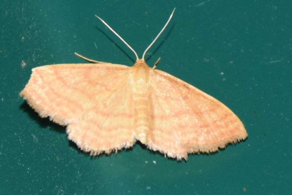 Idaea ochrata - okkerszínű sávosaraszoló