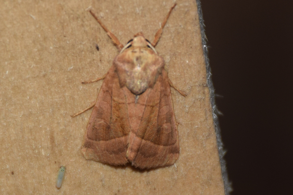 Hydraecia micacea - csillogó acsalapubagoly