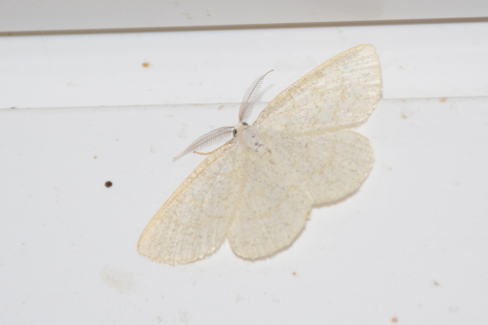 Cabera exanthemata - pettyes égeraraszoló