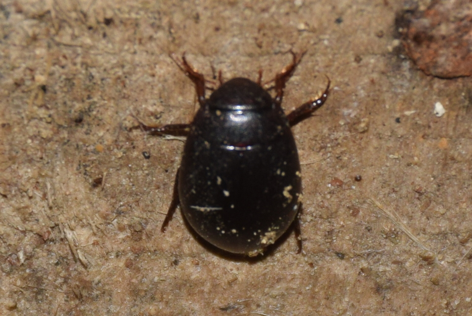 Dytiscidae - csíkbogárfélék
