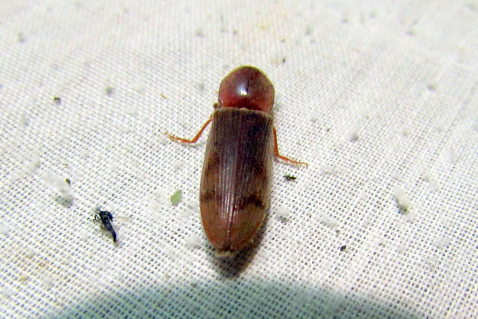 Stenagostus rhombeus - rombusznyakú pattanó