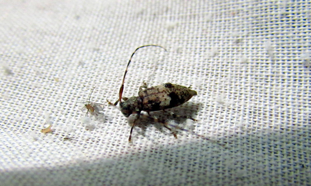 Leiopus nebulosus - öves gesztcincér