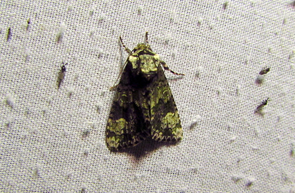 Craniophora ligustri - fagyalbagoly