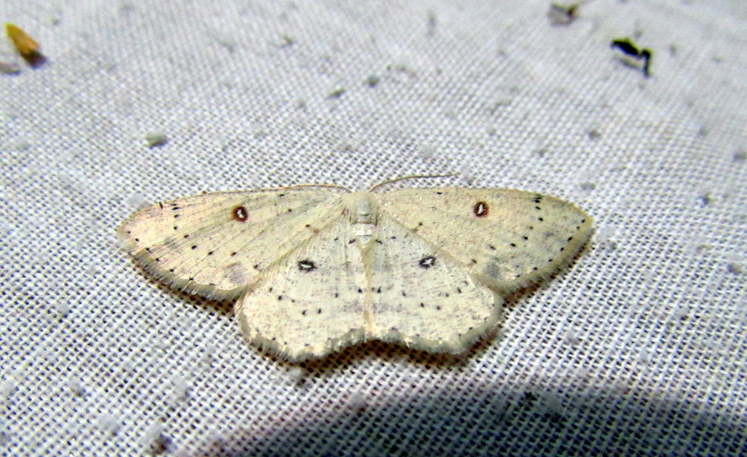 Cyclophora albipunctata - hegyi pettyesaraszoló