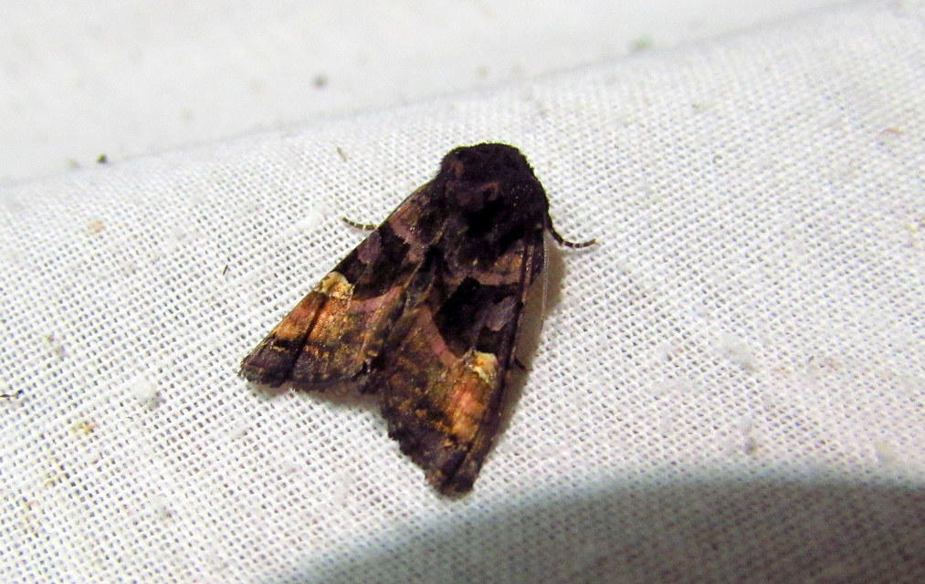 Euplexia lucipara - szeder-csipkésbagoly