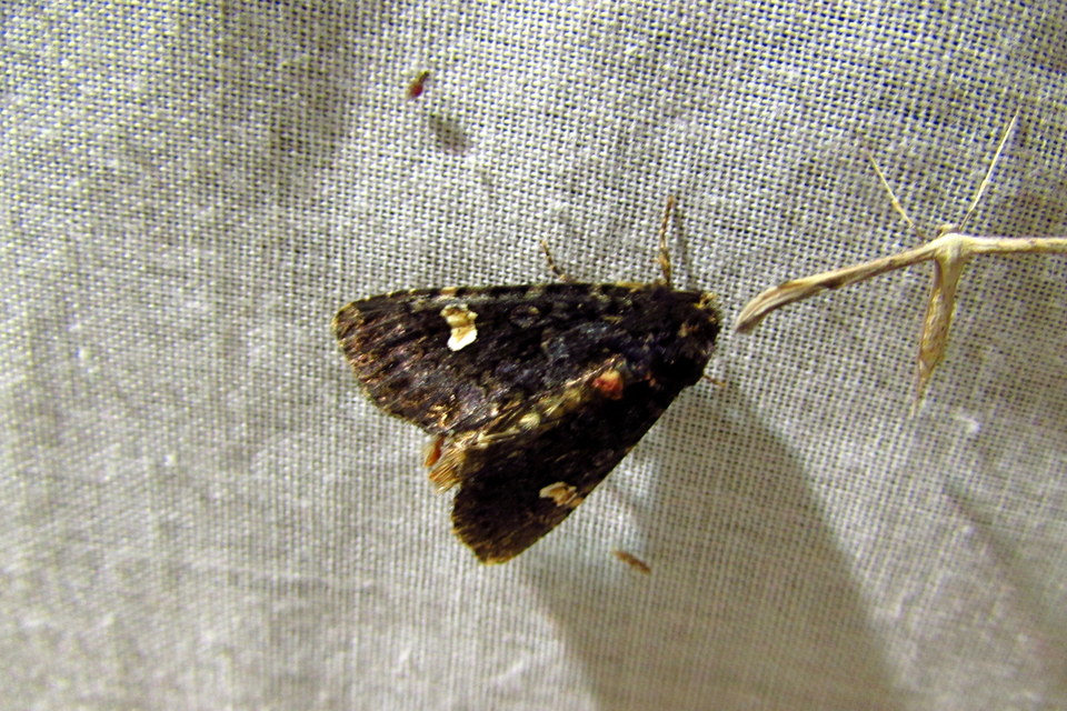 Melanchra persicariae - fehérfoltos kertibagoly