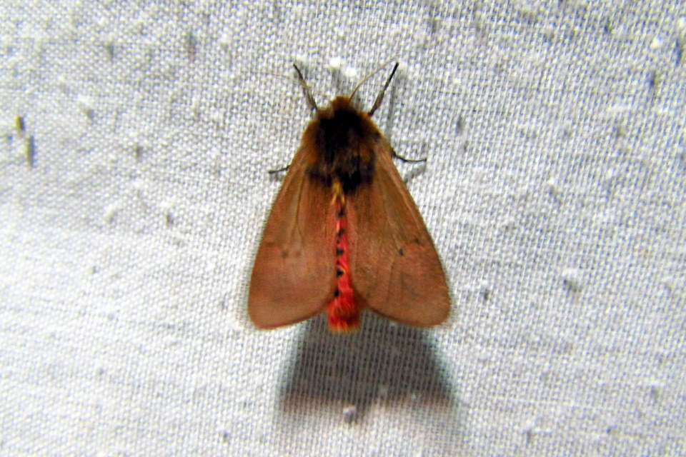 Phragmatobia fuliginosa - füstös medvelepke