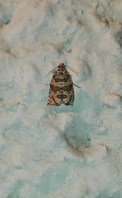 Celypha rivulana - dudvasodró tükrösmoly