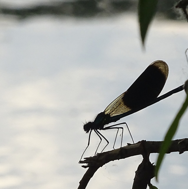 Calopteryx splendens - sávos szitakötő