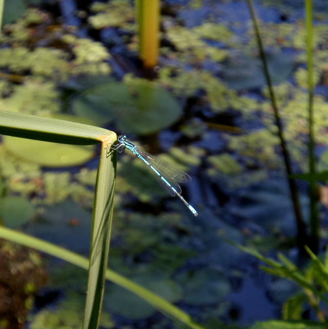 Coenagrion puella - azúrkék légivadász