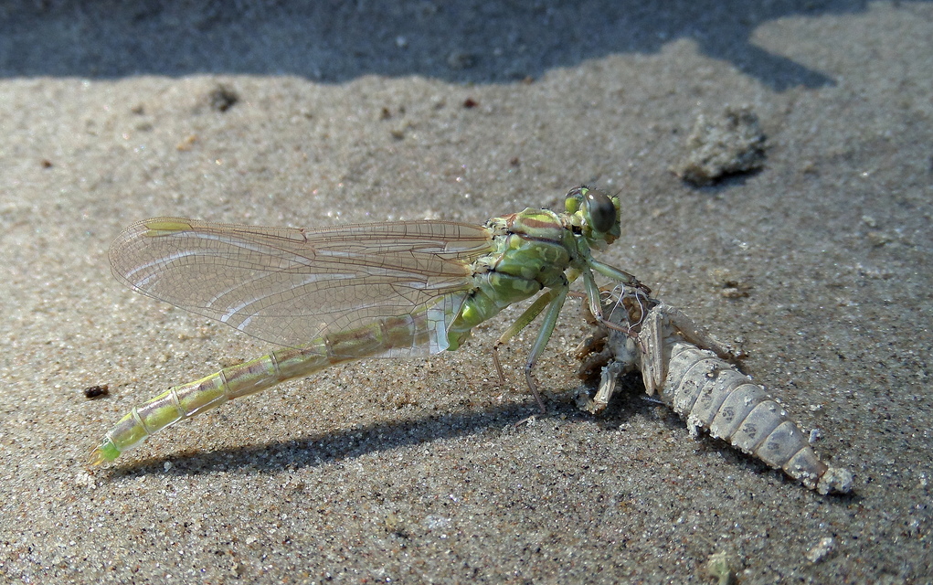 Gomphus flavipes - sárgalábú folyami-szitakötő