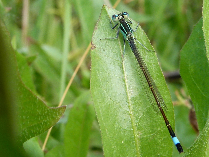 Ischnura elegans pontica - kéköves légivadász