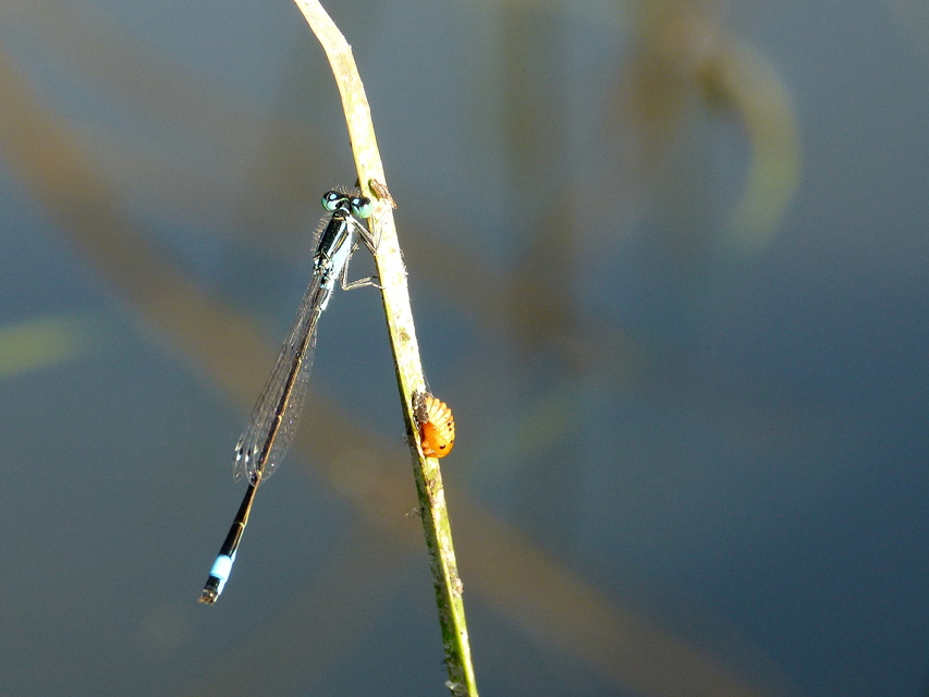 Ischnura elegans pontica - kéköves légivadász