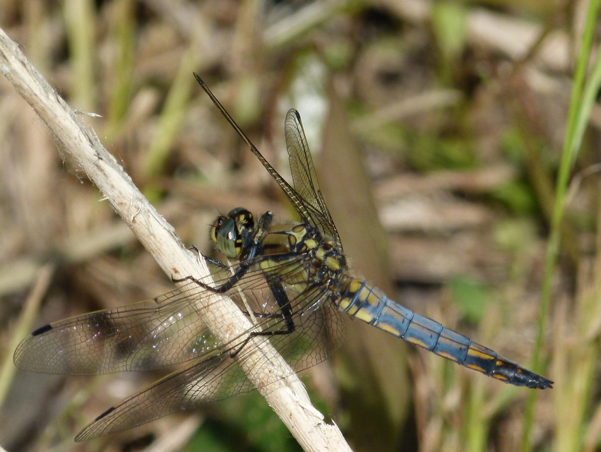 Orthetrum cancellatum - feketefarkú pásztorszitakötő