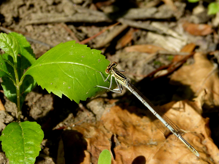 Platycnemis pennipes - széleslábú szitakötő