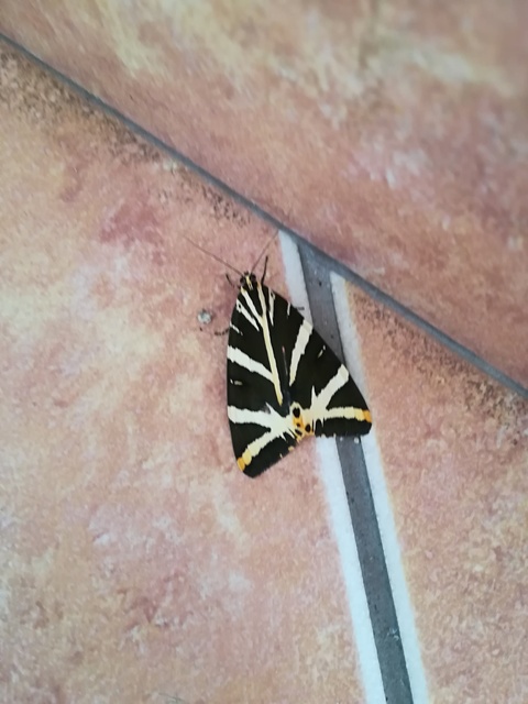 Euplagia quadripunctaria - csíkos medvelepke