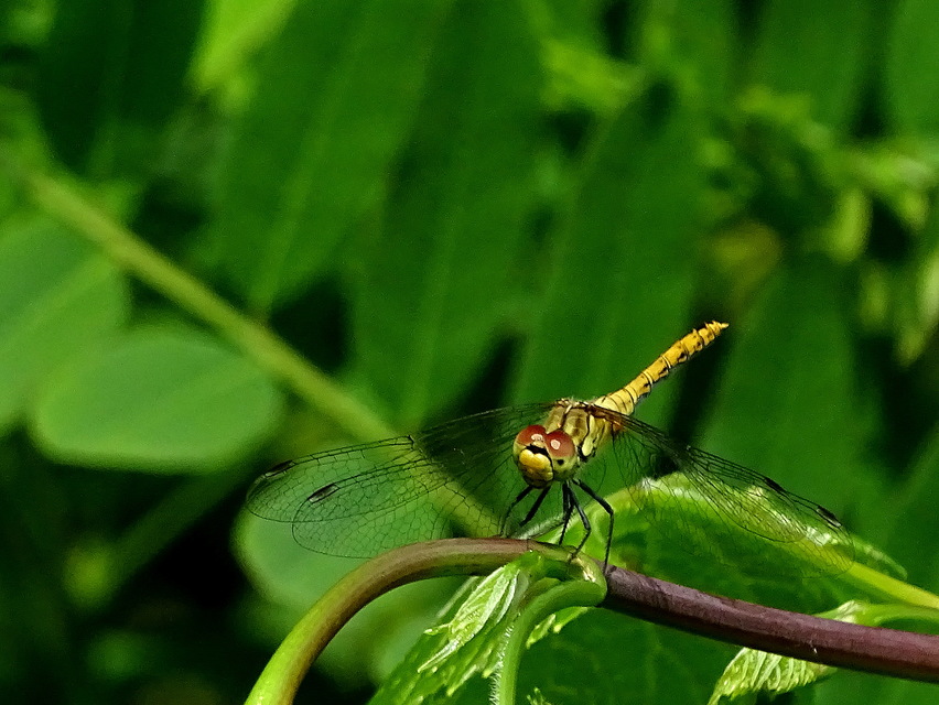 Sympetrum sanguineum - vörös katona-szitakötő