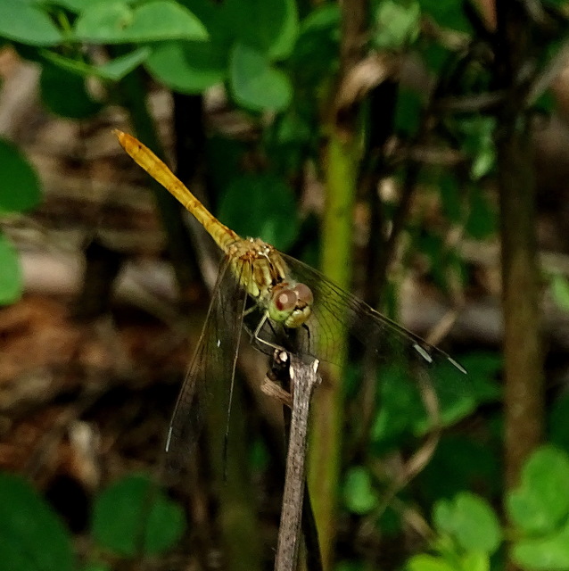 Sympetrum vulgatum - barkós katona-szitakötő