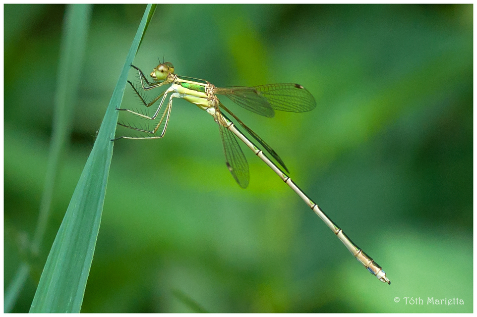 Lestes barbarus - foltosszárnyjegyű rablószitakötő