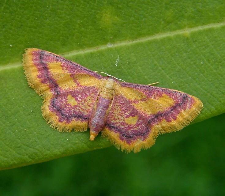 Idaea muricata - mocsári pirosaraszoló