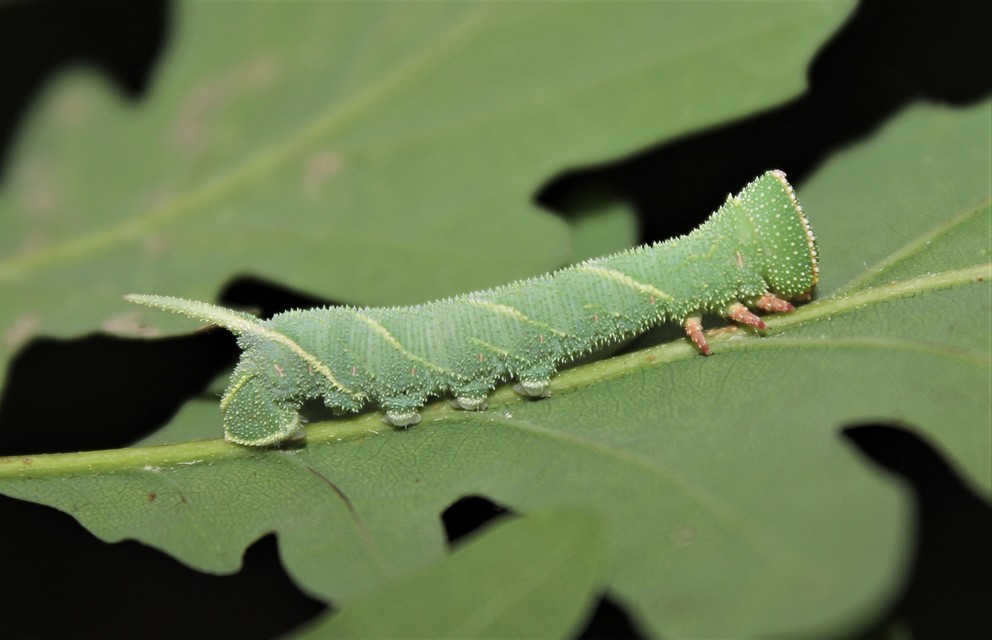 Marumba quercus - tölgyfaszender