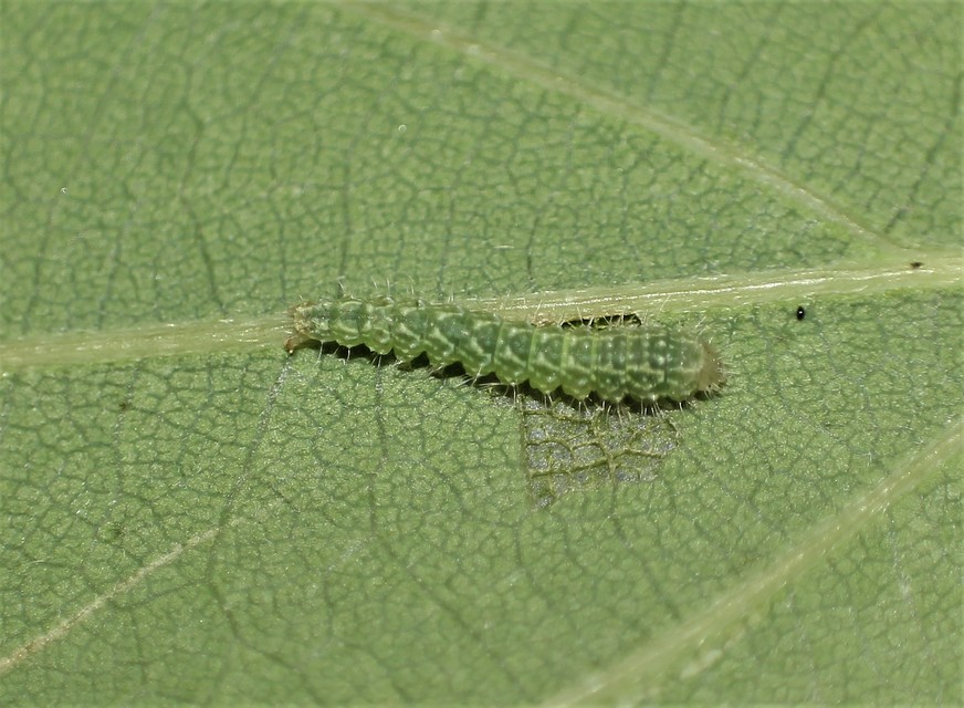 Bena bicolorana - tölgyfa-zöldbagoly