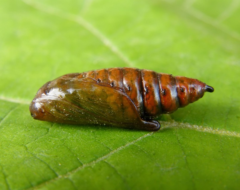 Cucullia chamomillae - székfű-csuklyásbagoly