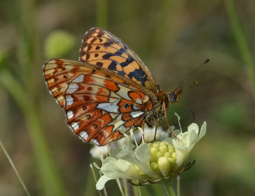 Boloria euphrosyne - árvácska-gyöngyházlepke