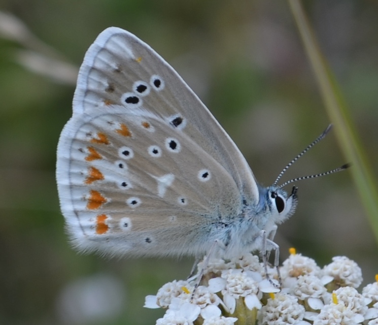 Polyommatus dorylas - fénylő boglárka