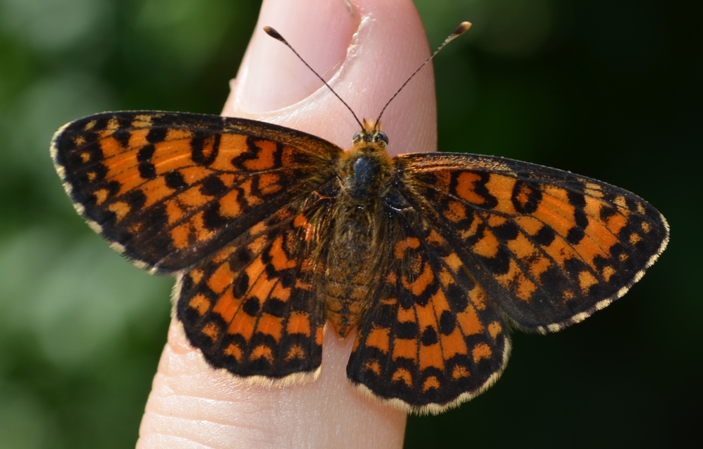 Melitaea trivia - kis tarkalepke