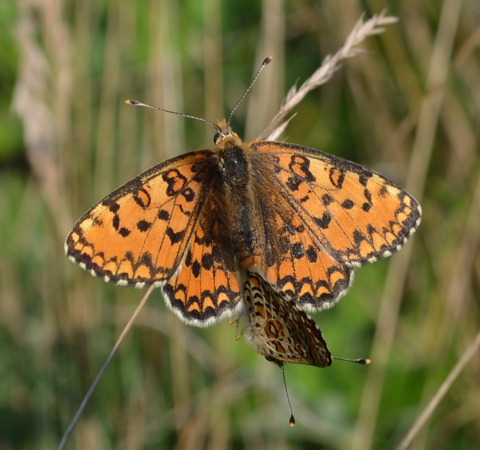 Melitaea trivia - kis tarkalepke