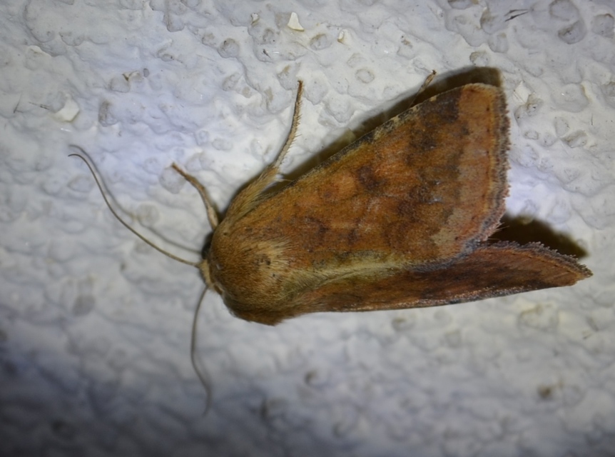 Helicoverpa armigera - kukorica-veteménybagoly Helicoverpa armigera - kukorica-veteménybagoly