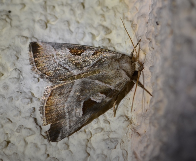 Eucarta virgo - mocsári ametisztbagoly