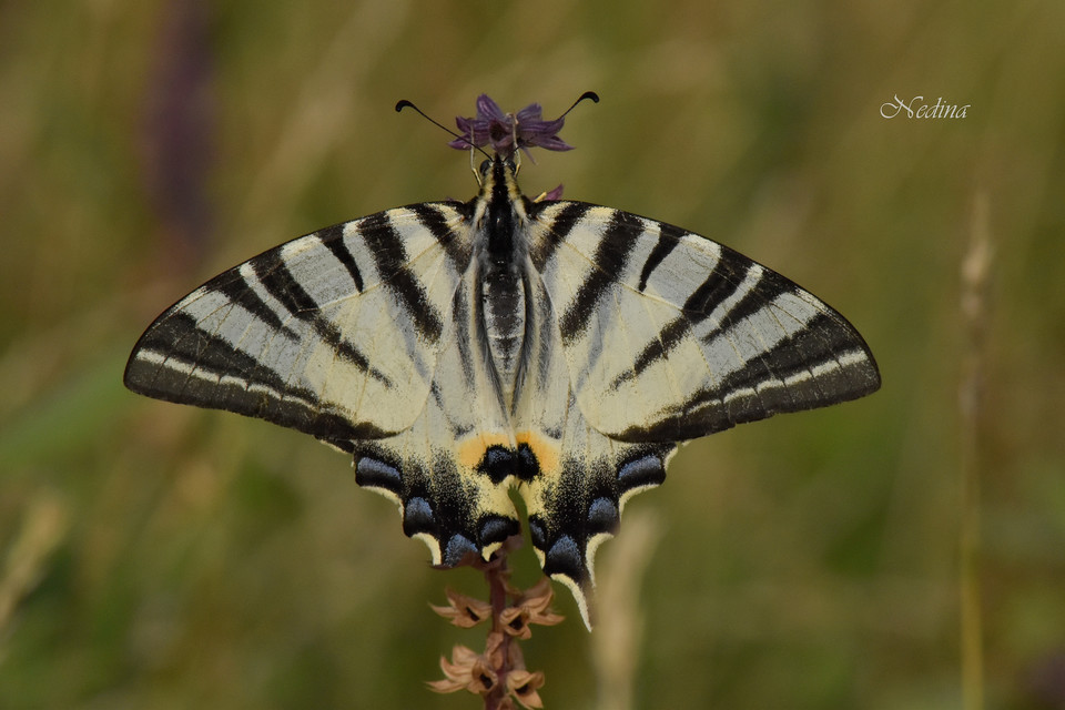 Iphiclides podalirius - kardoslepke