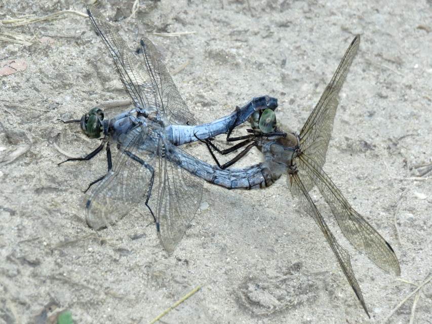 Orthetrum cancellatum - feketefarkú pásztorszitakötő