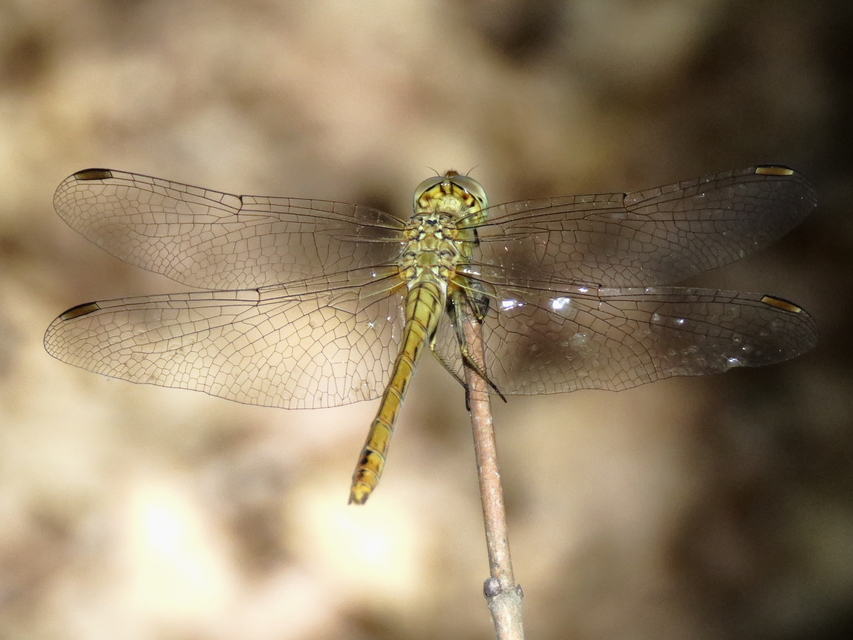Sympetrum meridionale - fakó katona-szitakötő