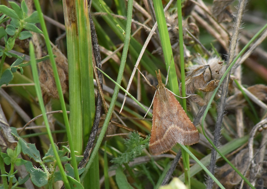 Synaphe punctalis - hosszúlábú fényilonca