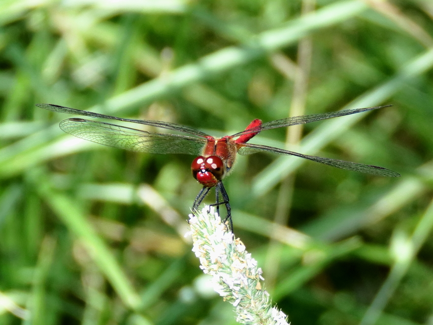 Sympetrum sanguineum - vörös katona-szitakötő