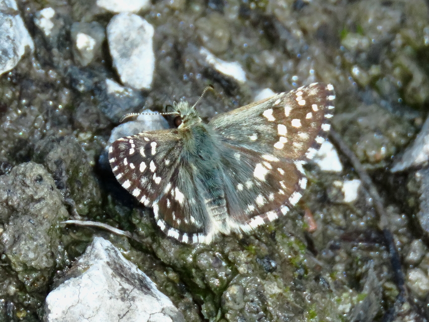 Pyrgus malvae - kis busalepke