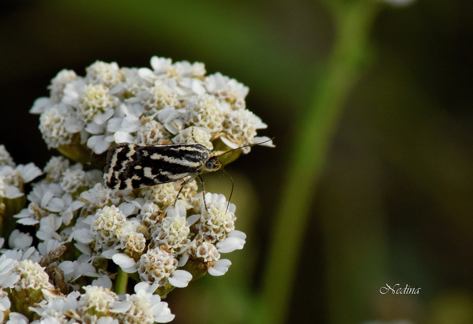 Emmelia trabealis - zebrabagoly