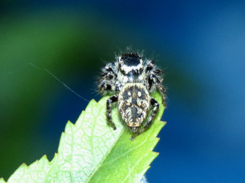 Carrhotus xanthogramma - rozsdás ugrópók