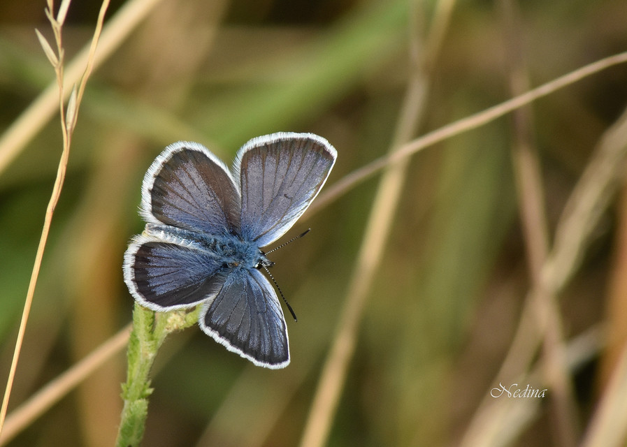 Plebejus argus - ezüstös boglárka