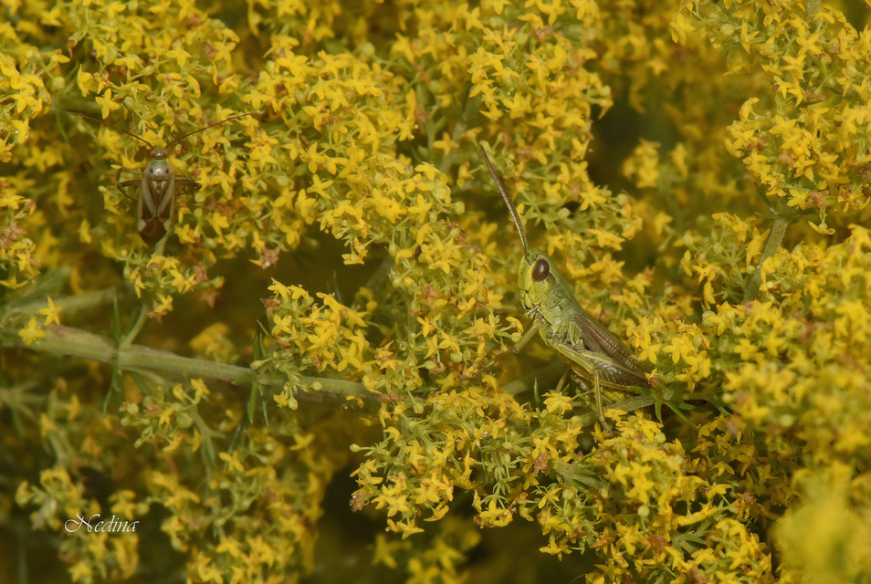 Pseudochorthippus parallelus - közönséges rétisáska