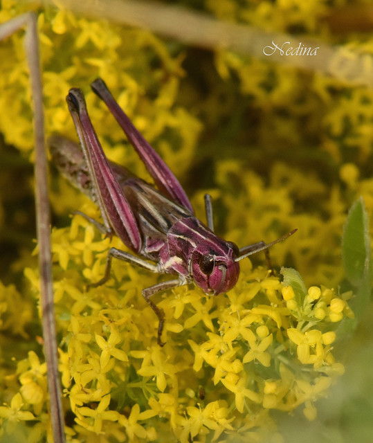 Pseudochorthippus parallelus - közönséges rétisáska