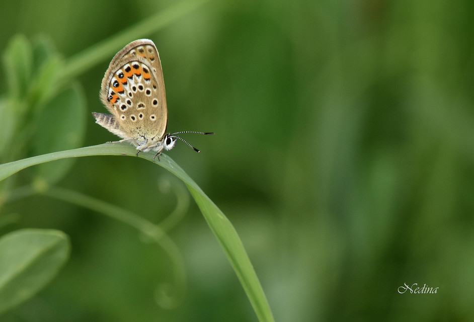 Plebejus argus - ezüstös boglárka